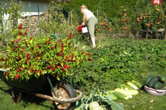 Ilustračný obrázok k článku Myslíte si, že máte najkrajšiu záhradku? Pochváľte sa ňou